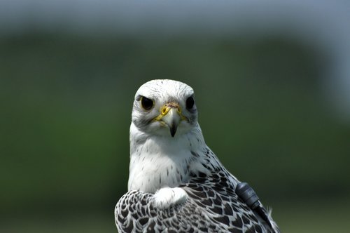 bird  falcon  animal