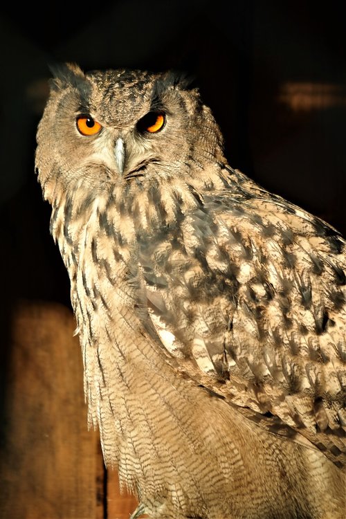 bird  owl  sitting