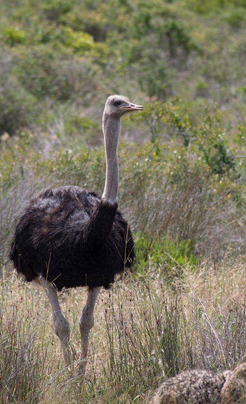 bird  ostrich  animal