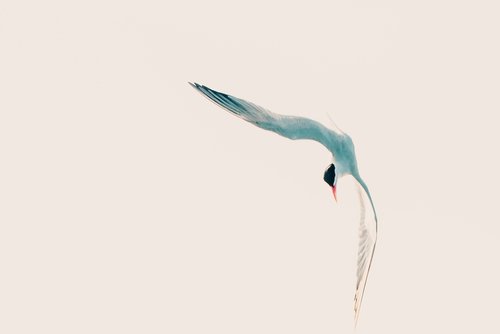 bird  tern  dive