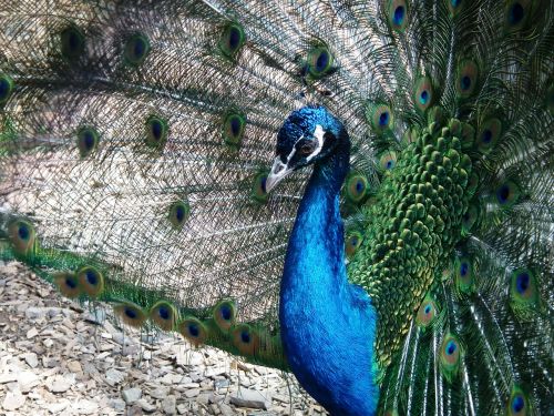 bird peacock feather