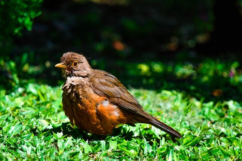 bird  green  animal