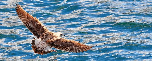 bird  water  animal