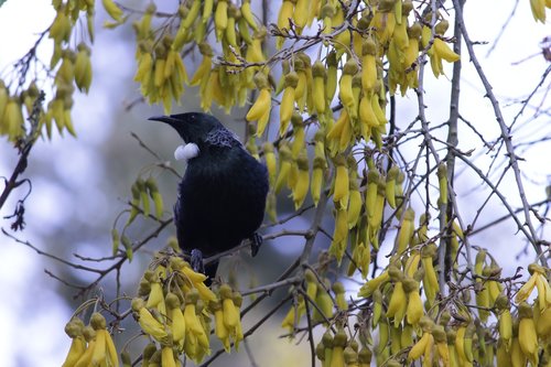 bird  flowers  tree