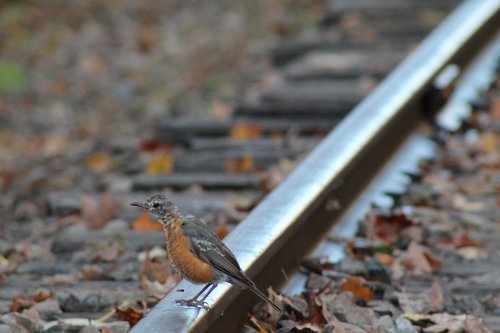 bird  rail  suicide