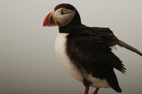 bird  puffin  nature