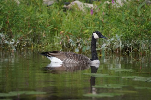 bird  duck  goose