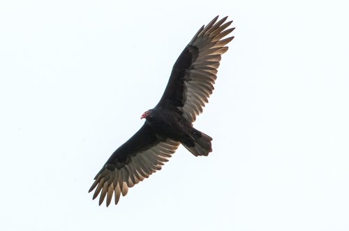 bird  flight  feathers