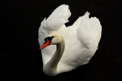 bird  birds  swan