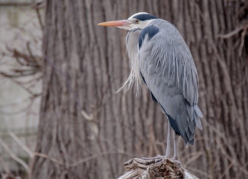 bird  heron  animal