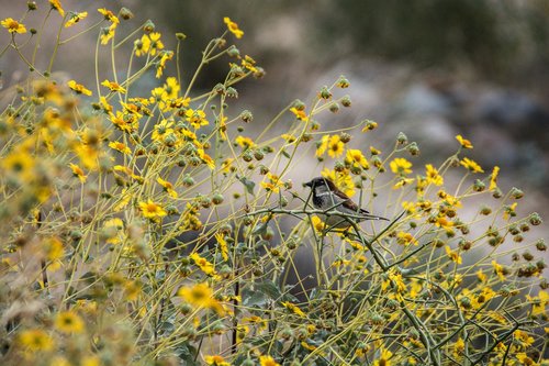 bird  bush  nature