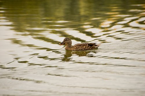 bird  palmiped  duck