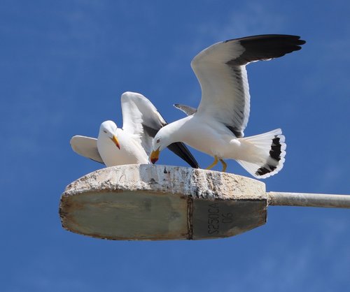 bird  seabird  seagull