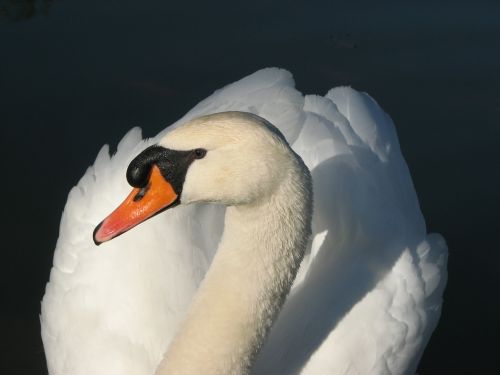 bird swan white