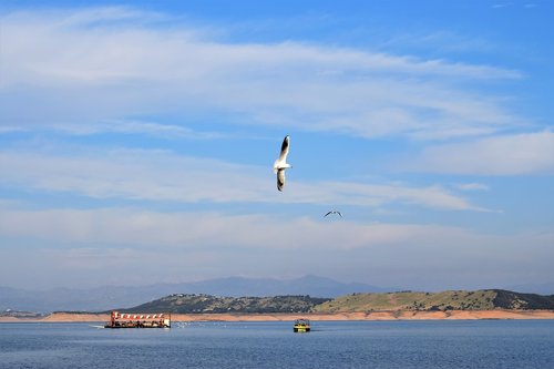 bird  sky  river