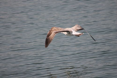 bird flying nature