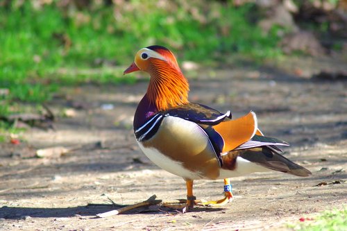 bird  duck  mandarin