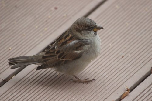 bird  sparrow  sperling