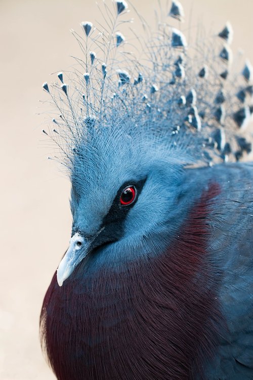 bird  plumage  birds