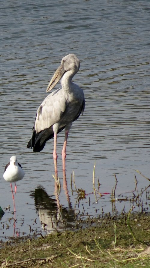 bird  stork  asian openbill