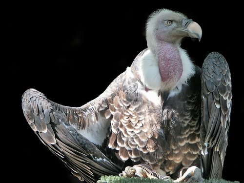 bird  vulture  raptor
