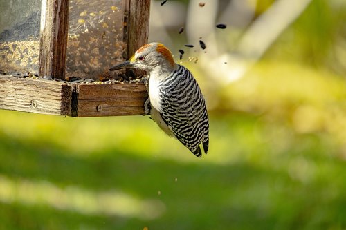 bird  woodpecker  bird feeder