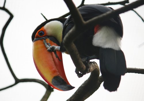 bird  toucan  zoo