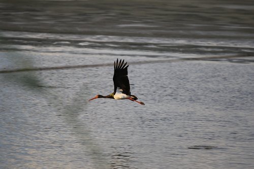 bird  black stork  flying