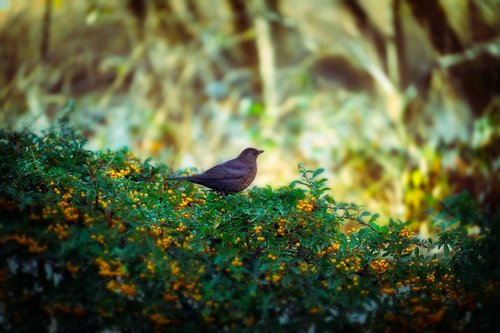 bird  hedge  nature