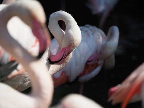 bird  flamingo  whites