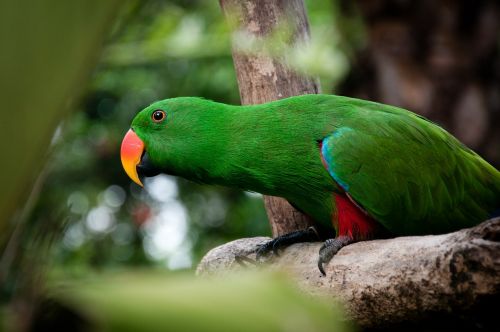 bird parrot macaw