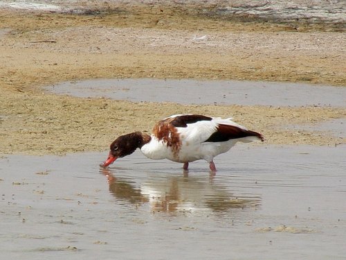 bird  birdwatching  nature