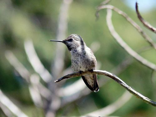 bird wild hummingbird