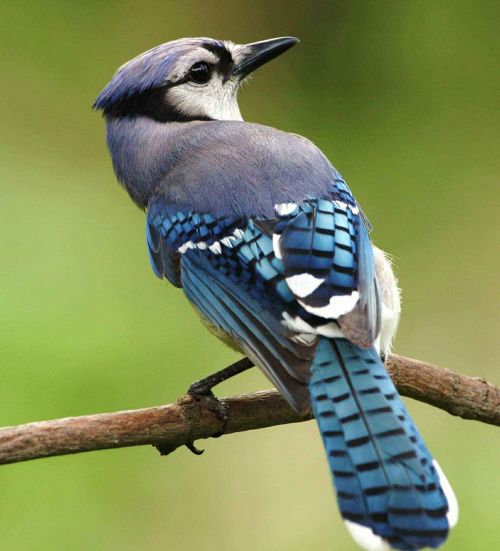 bird blue cristata