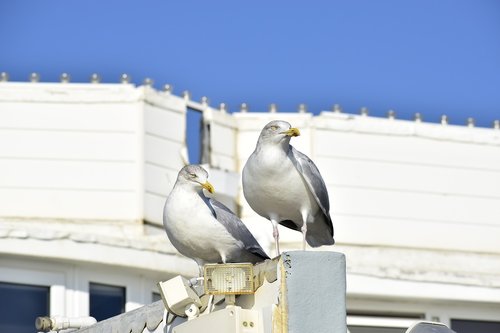 bird  birds  animal