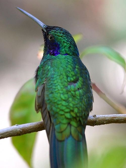bird humming hummingbirds