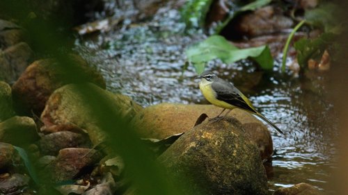 bird  avian  sitting