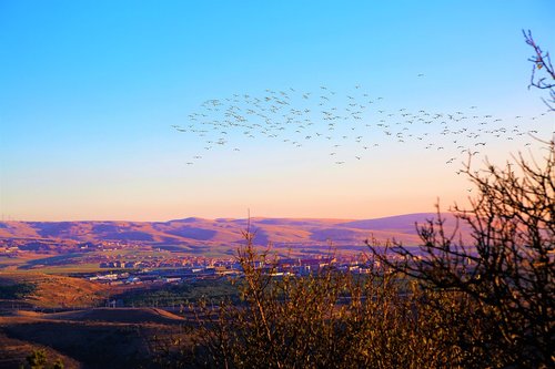 bird  birds  nature