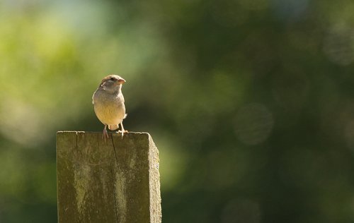 bird  wildlife  nature