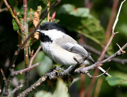 bird chickadee capped