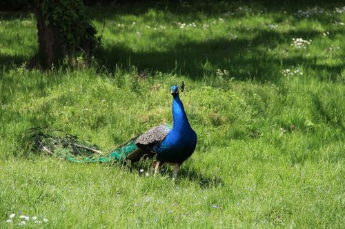 bird peacock lawn