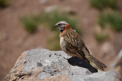 bird  stone  animal