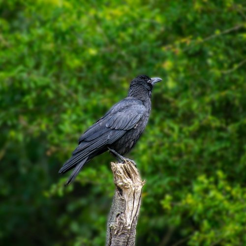 bird  raven  crow