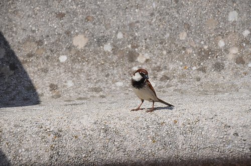 bird  bank  stone