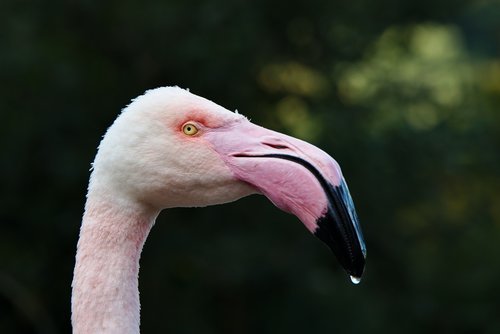 bird  flamingo  pink
