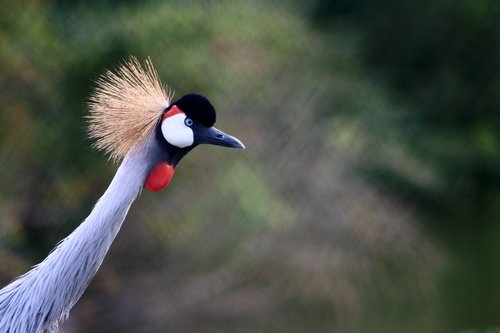 bird  colored  nature