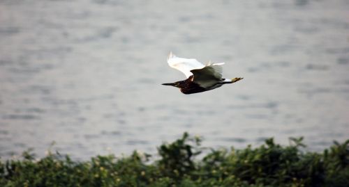 bird flight motion