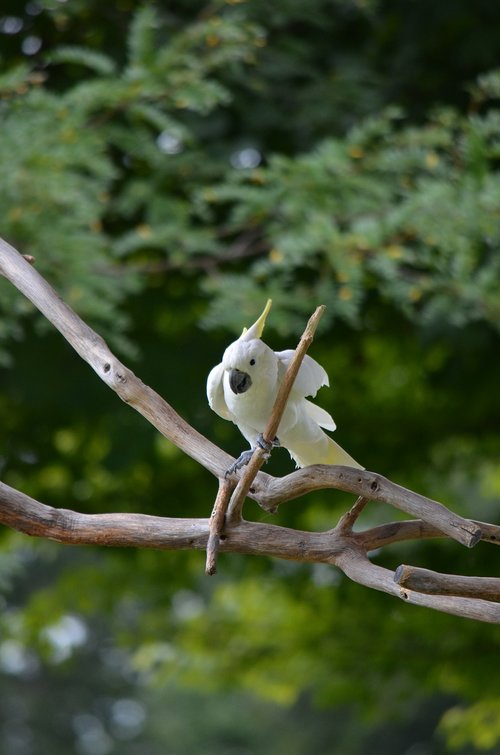 bird  cockatoo  yellow