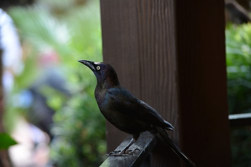 bird  blackbird  nature