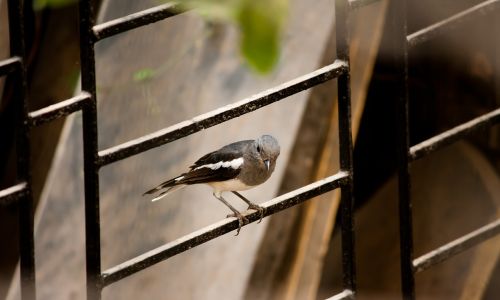 bird small fence